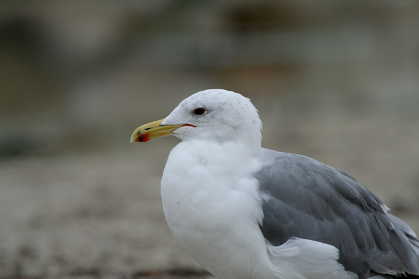 Californian Gull